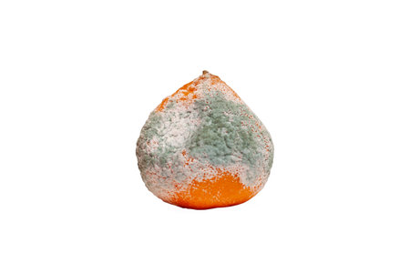 Moldy tangerine on white backgroundの写真素材