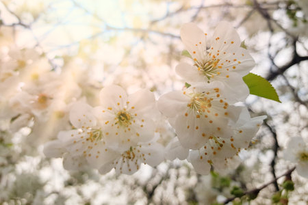 Beautiful white blossom floral background with flower and sunlight