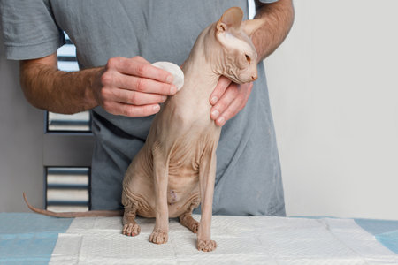 Sphynx cat in vet hands on white background. Cat check up in veterinarian clinicの写真素材
