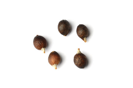 Seed of Washingtonia robusta Mexican Fan Palm on white background, top viewの写真素材