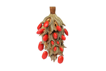 Magnolia cone fruit with red seeds isolated on white backgroundの写真素材