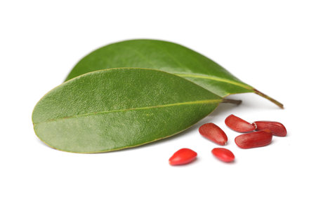 Magnolia detail. Red seeds with green leaves on white background closeupの写真素材