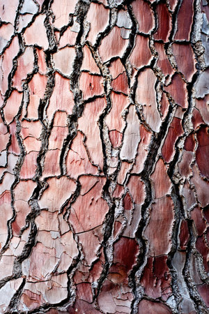 Close up of bark tree plant, natural brown bark pattern