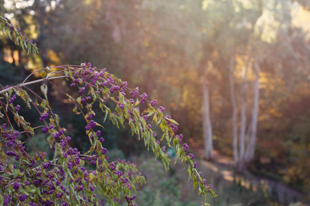 Purple floral bush on sunny nature background with copy space