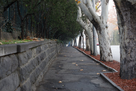 Mysterious beautiful city path with treesの写真素材