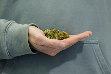 Dry cannabis in hand, medical marijuanaの写真素材