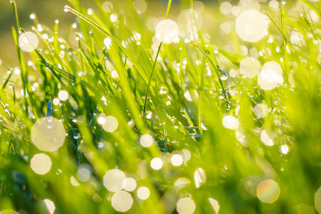 Natural green grass background in sunny summer day
