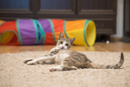 Funny shorthair striped cat pet at homeの写真素材