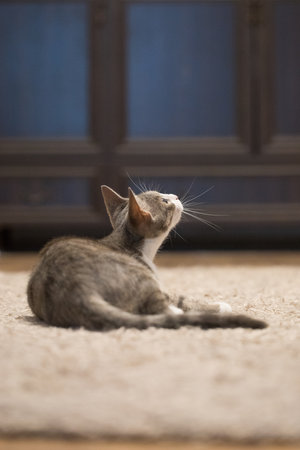 Adorable cat pet looking up indoorの写真素材