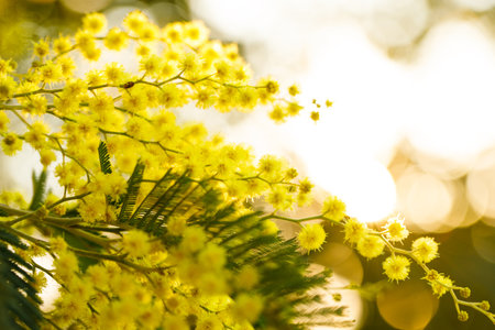 Close-up of a silver wattle tree branch with yellow mimosa spring flowers against a blurred bokeh backgroundの写真素材