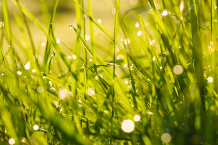 Beautiful Nature Background. Dew Drops on Green Grass