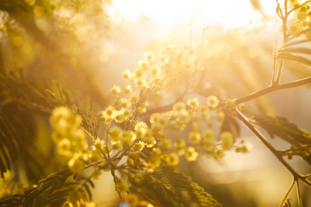 Yellow mimosa or silver acacia in the sun light backgroundの写真素材