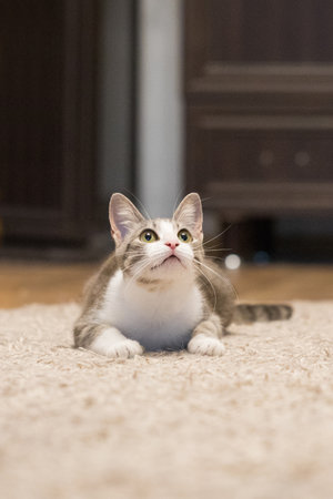 Curious Cat with Green Eyes Relaxing Peacefully