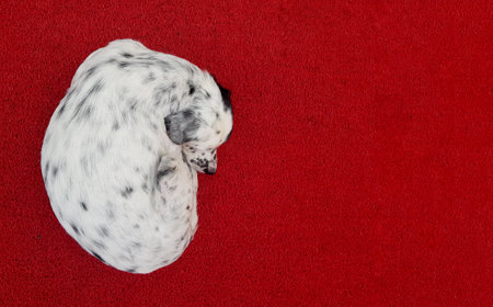 Cute Dalmatian dog pet relaxing on red background indoor, top view