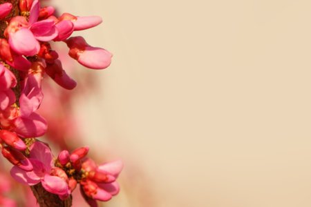 Spring Cercis flowers close-up on light beige background