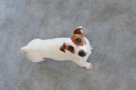Jack Russell Terrier dog pet looking up on gray backgroundの写真素材