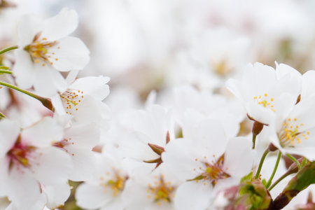 Macro background with white spring flowersの写真素材