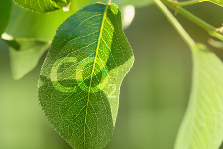 CO2 Emissions in a Green Environment Concept