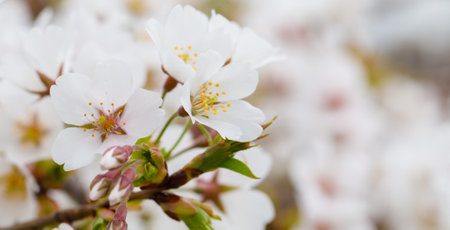Cherry flower blossom background. White flowers in sunlightの写真素材