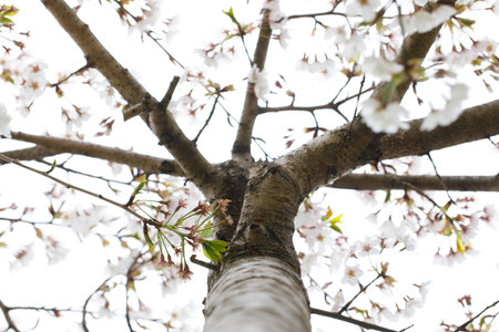 Outdoors cherry tree against white backgroundの写真素材