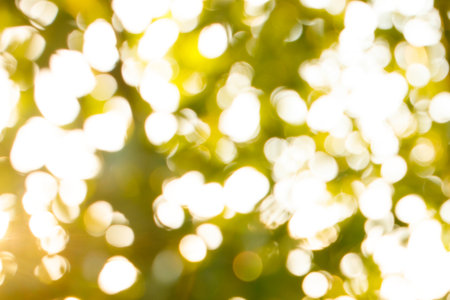 Sunlight and Abstract blurred greenery leaves of tree forest at nation public park outdoor