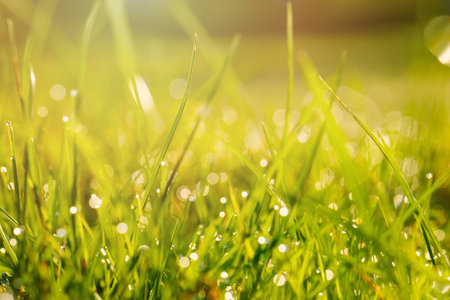Spring or summer grass field on sunny backgroundの写真素材