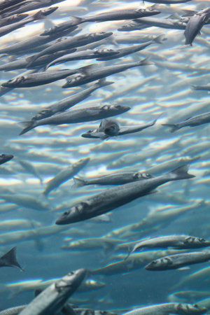 Underwater world. Fish togethernessの写真素材