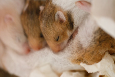 Syrian hamster mother with her baby hamster 10 days oldの写真素材