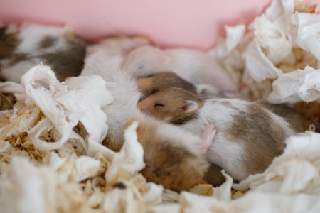 Cute hamster mother with her small baby hamster 10 days oldの写真素材