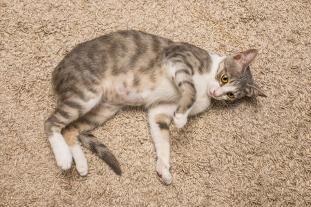 Fluffy shorthair striped cat pet at homeの写真素材
