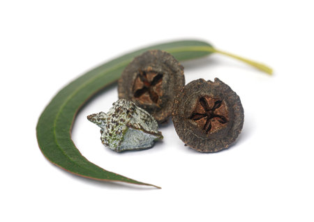 Dried eucalyptus fruits gumnuts and green eucalyptus leaves on white backgroundの写真素材