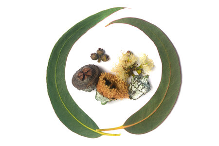Top view of eucalyptus fruits gumnuts, flower and green eucalypto leaves on white backgroundの写真素材