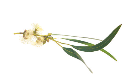 Beautiful green eucalyptus leaves with seeds on white backgroundの写真素材