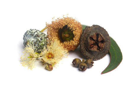 Closeup of blossoming eucalyptus. Flowers, seeds and leavesの写真素材