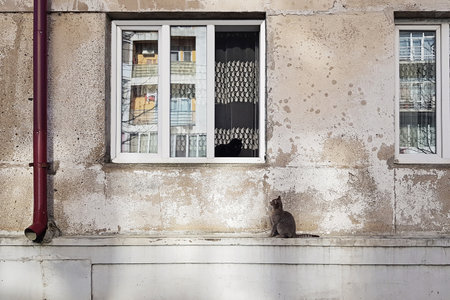 Cat sitting on a old wall near windowの写真素材