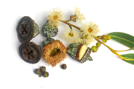 Organic eucalyptus branch with flowers and seeds isolated on whiteの写真素材