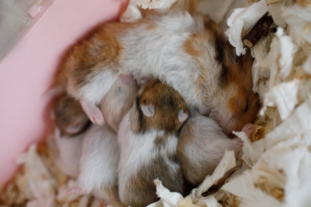 Hamster baby sucking milk. Syrian hamster domestic pet 10 days oldの写真素材