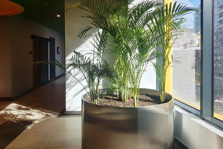 Potted palm sits in a bright hallway with a gray wallの写真素材