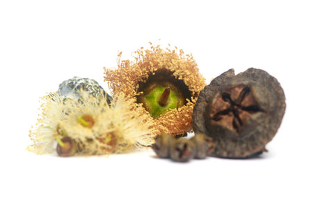 Close-up of eucalyptus flowers and seeds isolated on whiteの写真素材