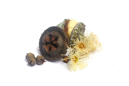 Aromatic eucalyptus flowers and seeds isolated on whiteの写真素材
