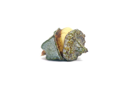 Opened eucalyptus fruit gumnut on white backgroundの写真素材