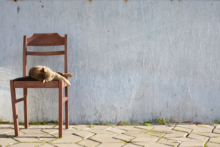 Cat Resting on Brown Wooden Chair Against a White Wall Background Outdoorsの写真素材