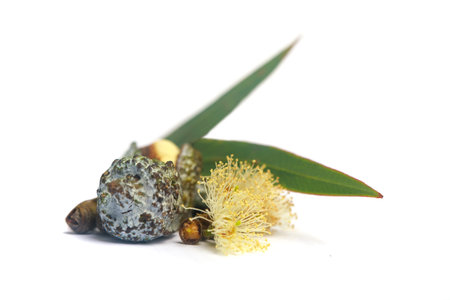 Blossoming eucalyptus. Flowers, seeds and leavesの写真素材