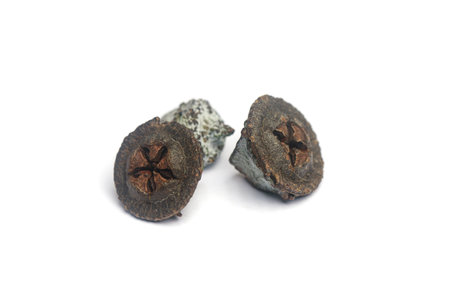 Black eucalyptus fruits gumnuts on white background