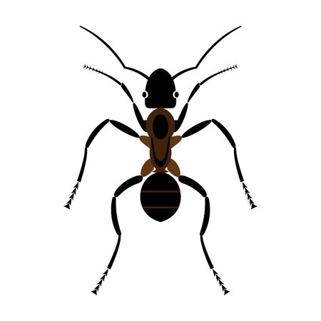 Ant on a white background. のイラスト素材