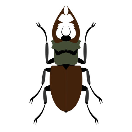 Beetle on a white background. Vector.のイラスト素材