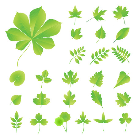 Set of leaves of trees, shrubs and plants.のイラスト素材
