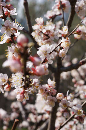 Cherry Blossom or Sakura flower on nature background Sakura full bloom in spring seasonの写真素材