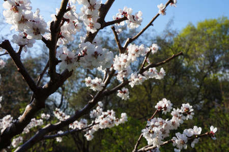 Cherry Blossom or Sakura flower on nature background Sakura full bloom in spring season