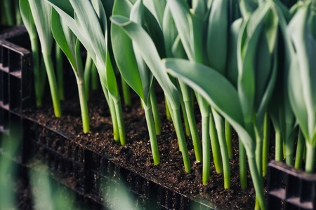 stem of tulip grow in black boxの写真素材